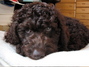 Tiara(Australian Labradoodle)MY ROOM